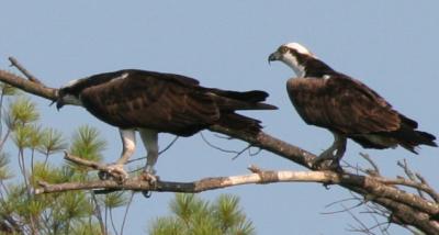 Banded