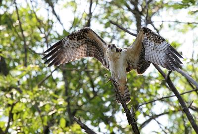 Osprey Chick