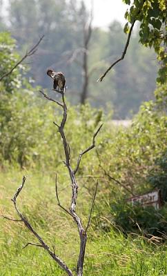 Green Heron