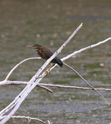 Green Heron