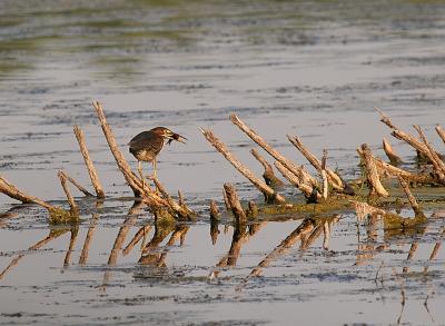 Green Heron fishing