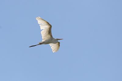 Great Egret