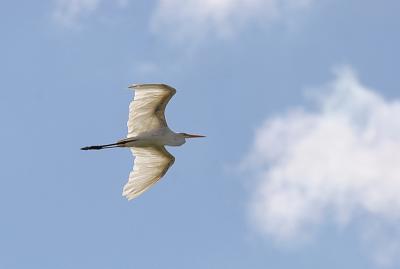 Great Egret