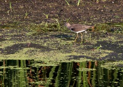 Sandpiper