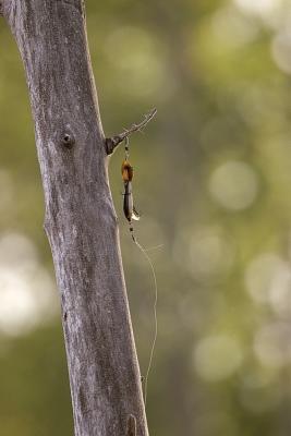 Hanging by a Moment