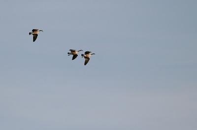 Coming in for a Landing