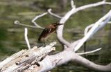 Green Heron