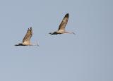 Sandhills over the Rat River