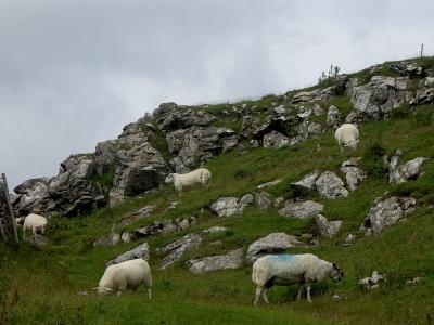 Hillside sheep