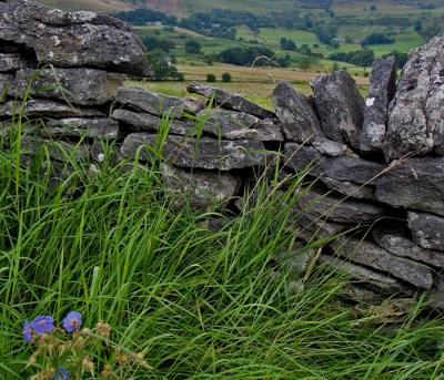 Stone wall with blue flower