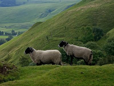Sheep enjoy the Hope valley view
