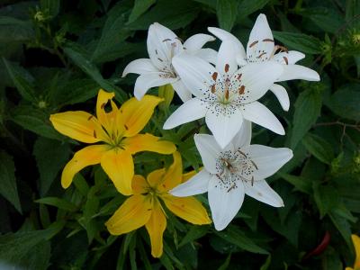 Yellow and white lilies