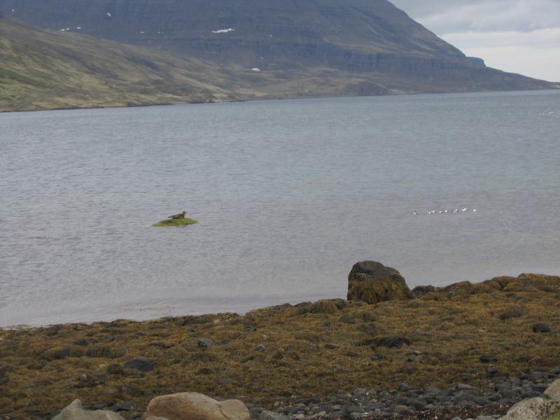 Selur  Reykjarfiri