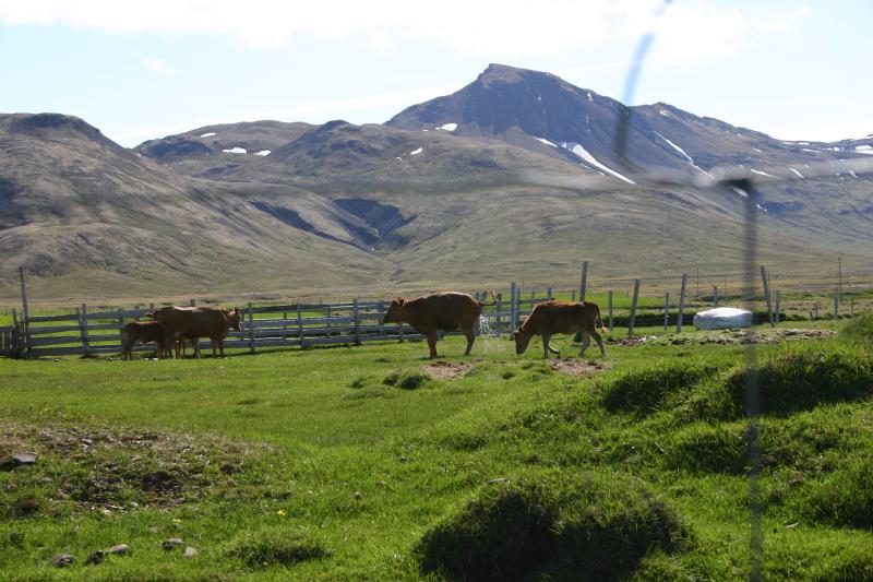 Beljur  beit