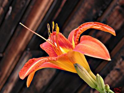 Daylily 1.jpg