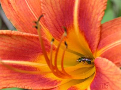 Daylily with visitor.jpg