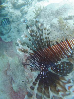 closeup of the lionfish
