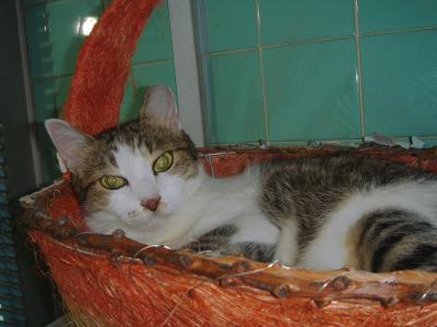 kitty in a basket