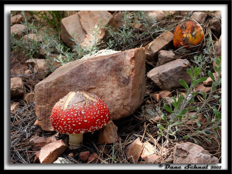 Jun 11, Fairy Tale Mushroom