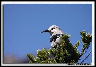 21 Aug - Clark's Nutcracker