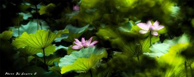 P7031282_285b1.jpg