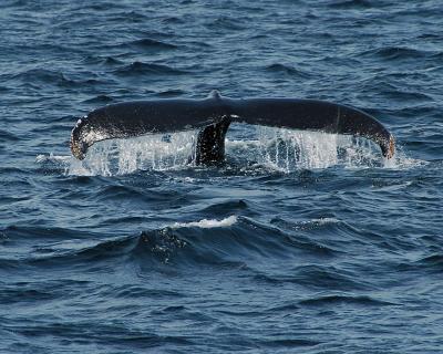 tail2.jpg