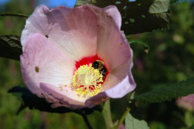 bee.jpg