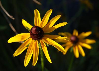 flower.jpg