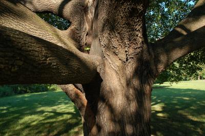 tree1.jpg