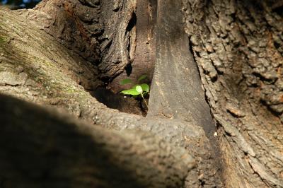 tree2.jpg