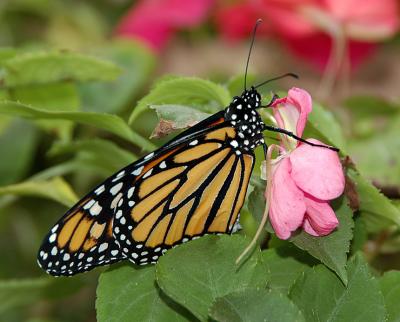 DSC_0732.jpg