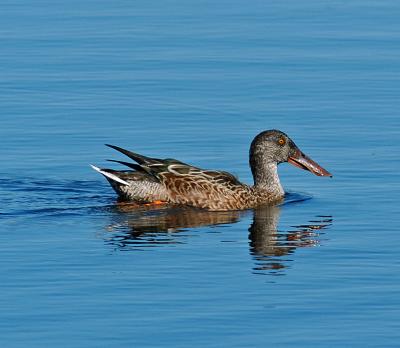 duck1.jpg
