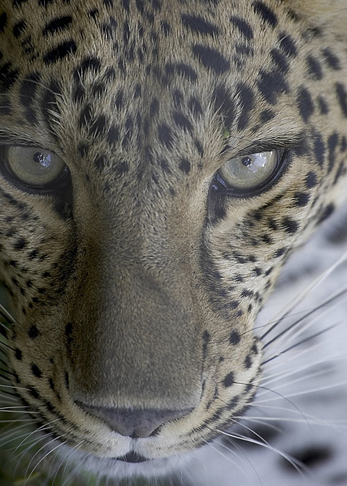Big Cat Rescue