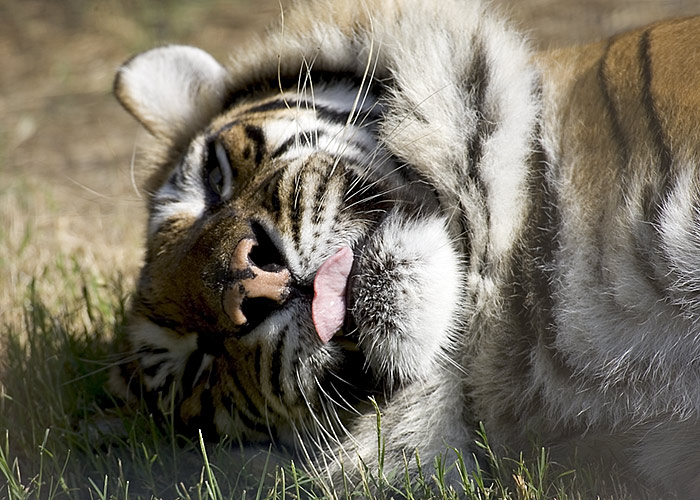 Tiger at Big Cat Rescue