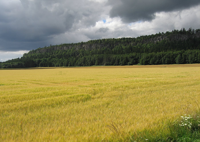 Fields