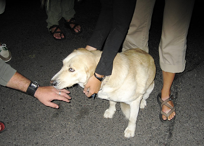Kellys dog Amber (MJ)
