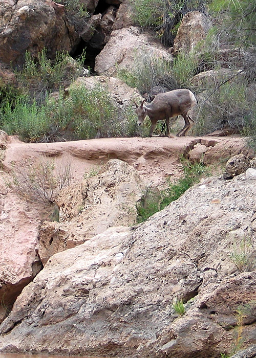 Mountain sheep (TY)