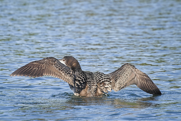 Like my wings?