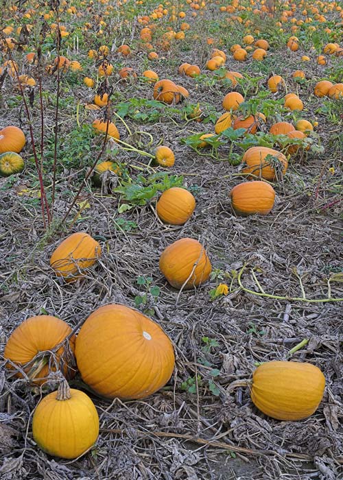 Pumpkin Patch