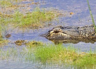 Alligator in my Pond
