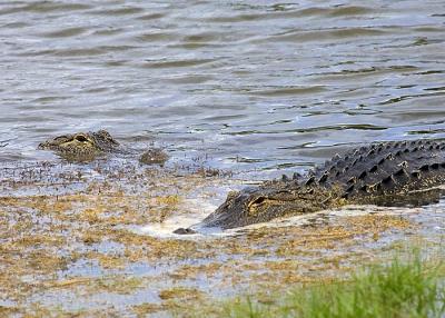 Alligators in my Pond