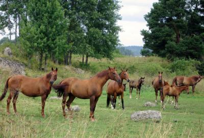Horses