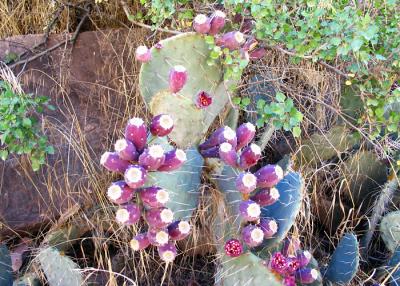 Cactus in bloom (GI)
