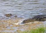 Alligators in my Pond