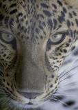 Big Cat Rescue