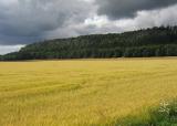 Fields