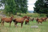 Horses
