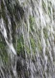 Water and Plants (MJ)