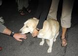 Kellys dog Amber (MJ)