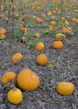 Pumpkin Patch